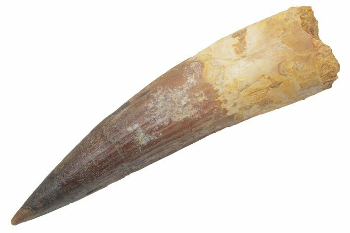 Bargain, Spinosaurus Tooth - Restored Tip #214319